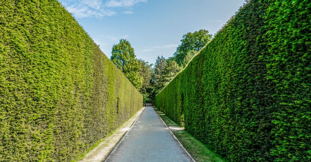 Hecke richtig bewässern: So bleibt Ihr grüner Sichtschutz gesund und kräftig