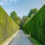 Hecke richtig bewässern: So bleibt Ihr grüner Sichtschutz gesund und kräftig