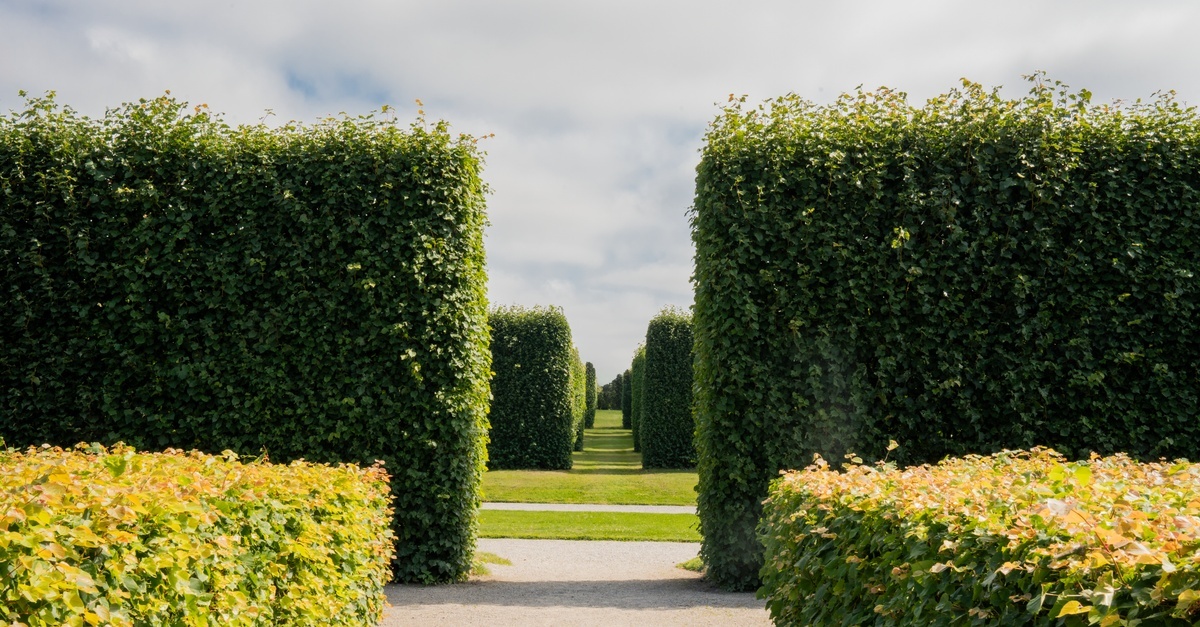 Lücken in der Hecke schließen: So wird dein Garten schnell wieder grün und blickdicht