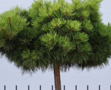 Kleine Hausbäume richtig auswählen: Die schönsten Ideen für jeden Garten