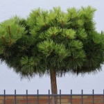 Kleine Hausbäume richtig auswählen: Die schönsten Ideen für jeden Garten