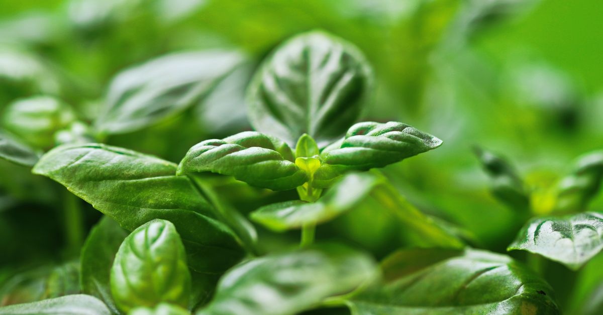 Basilikum erfolgreich anbauen: So gedeiht das aromatische Küchenkraut prächtig