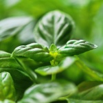 Basilikum erfolgreich anbauen: So gedeiht das aromatische Küchenkraut prächtig