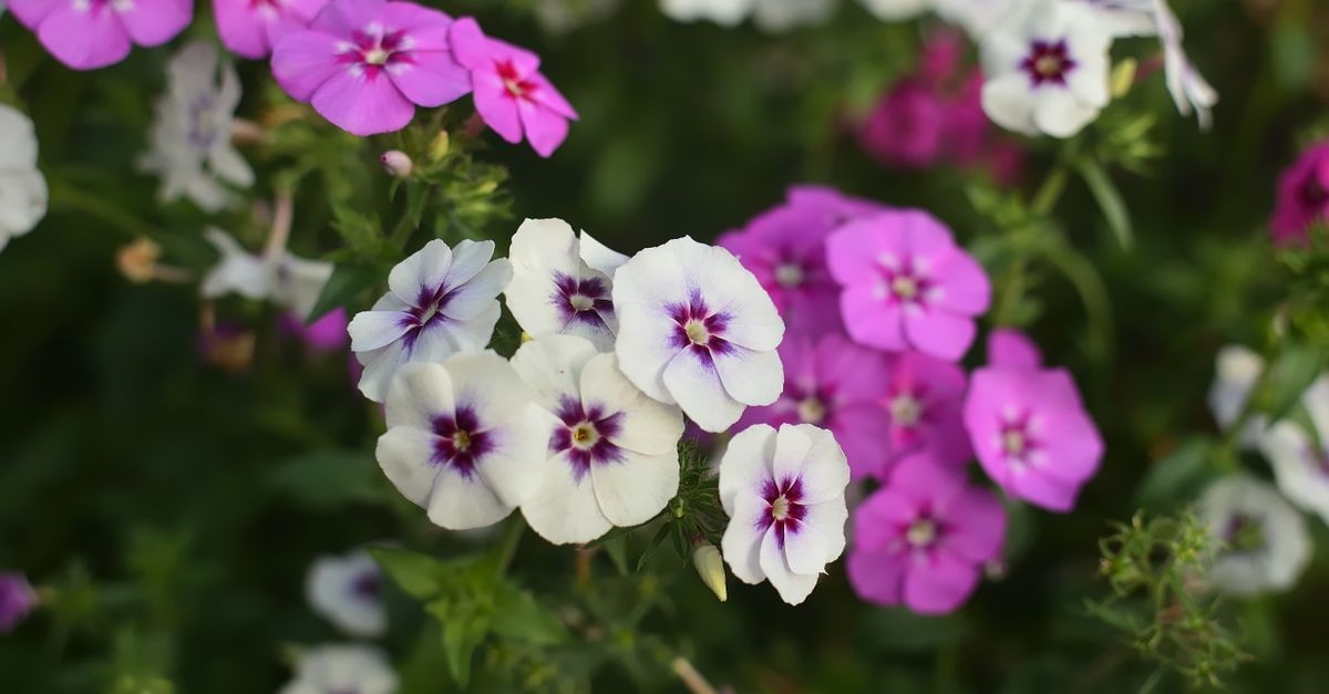 Sommerblumen richtig aussäen: So wird dein Garten zum blühenden Paradies