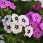 Sommerblumen richtig aussäen: So wird dein Garten zum blühenden Paradies