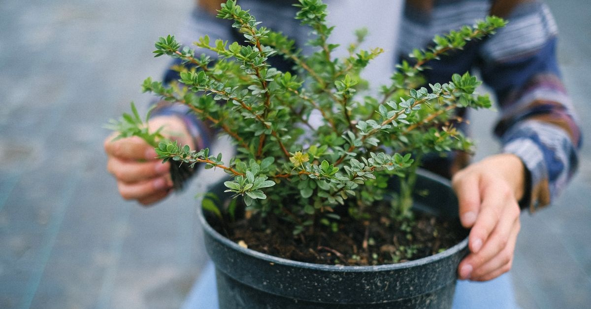 Sträucher richtig pflanzen: So gedeihen sie prächtig und verwandeln Ihren Garten