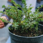 Sträucher richtig pflanzen: So gedeihen sie prächtig und verwandeln Ihren Garten