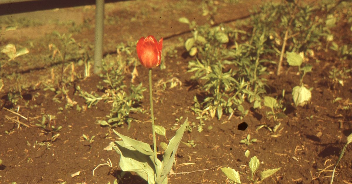 Gartenboden richtig kalken: So schaffen Sie die perfekte Grundlage für prächtiges Wachstum