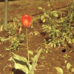 Gartenboden richtig kalken: So schaffen Sie die perfekte Grundlage für prächtiges Wachstum