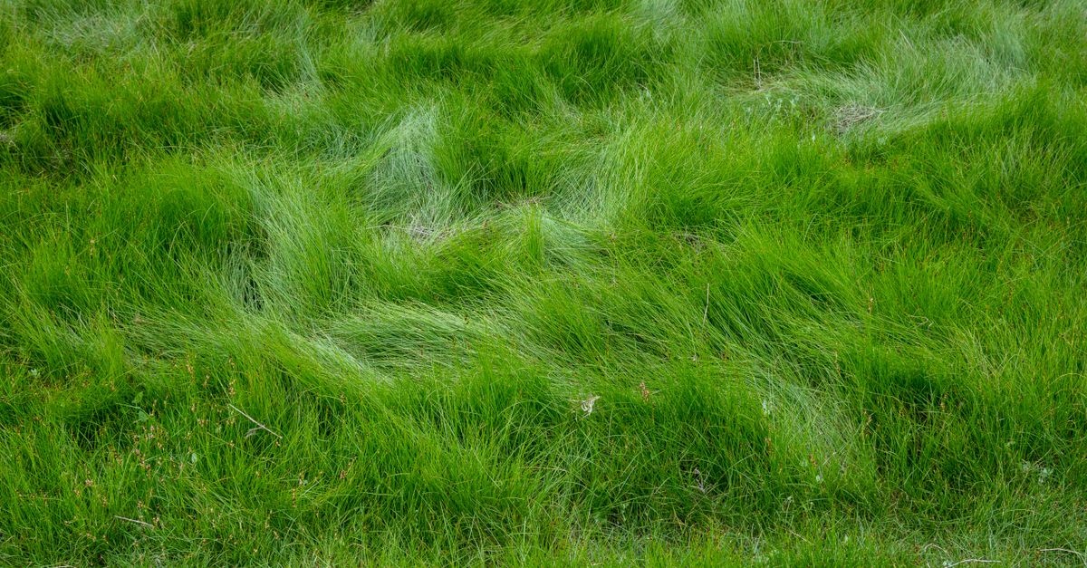 Moos im Rasen vermeiden: 7 einfache Tipps für einen dichten, sattgrünen Traumrasen