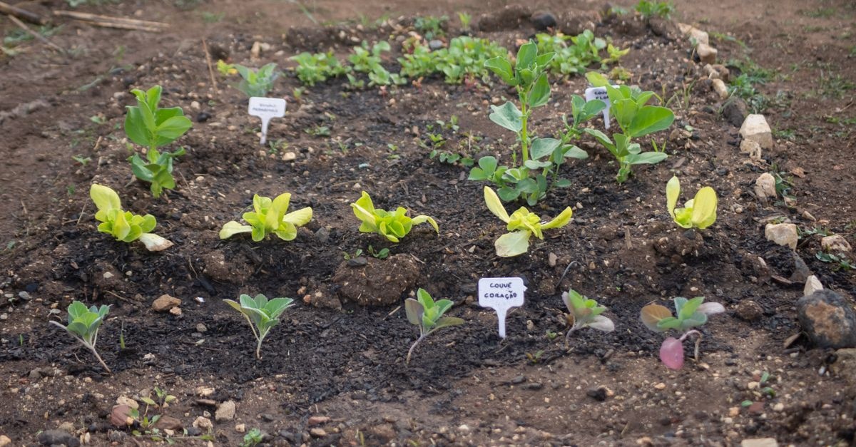 Kleinen Gemüsegarten planen: Mit cleveren Ideen zur reichen Ernte