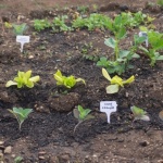 Kleinen Gemüsegarten planen: Mit cleveren Ideen zur reichen Ernte